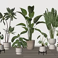 Various Green Leaf Potted Plants In Ceramic And Terracotta Pots On Wooden Floor