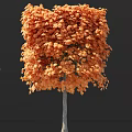 Arbor With Vibrant Orange Red Leaves And Gray Trunk In Autumn Scenic View