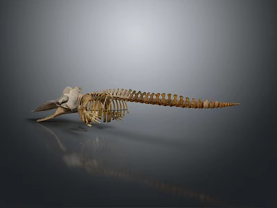 Medical Device Human Skeleton Model for Anatomical Teaching on Gray Background with Reflective Surface 3d model