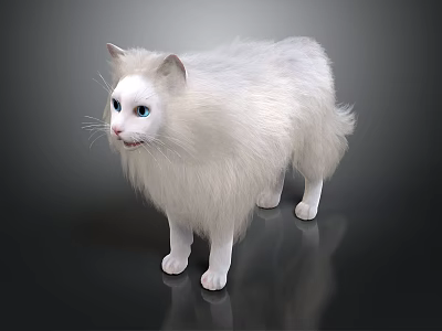 White long haired cat with blue eyes standing on dark background 3d model