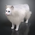 White long haired cat with blue eyes standing on dark background 3d model