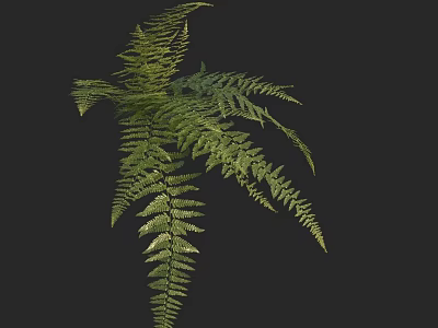 Green Fern Plant with Slender Leaves and Multiple Branches on Black Background 3d model