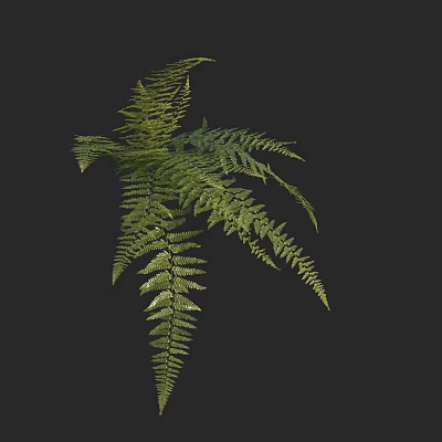 Green Fern Plant with Slender Leaves and Multiple Branches on Black Background 3d model