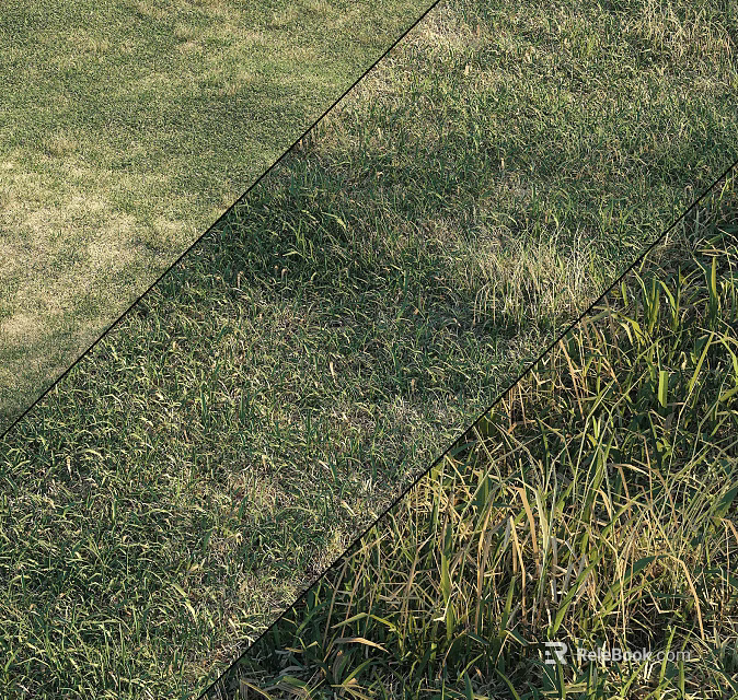 Various Grass Types with Green and Yellow Blades in Natural Outdoor Garden Area 3d model 