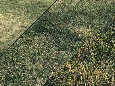 Various Grass Types with Green and Yellow Blades in Natural Outdoor Garden Area 3d model