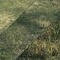 Various Grass Types with Green and Yellow Blades in Natural Outdoor Garden Area