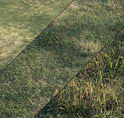 Various Grass Types with Green and Yellow Blades in Natural Outdoor Garden Area 3d model