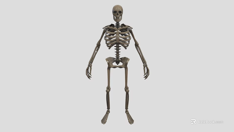 Organ System Human Skeleton Model With Anatomical Structure Educational 3d model 