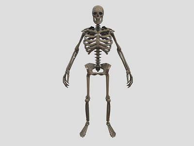 Organ System Human Skeleton Model With Anatomical Structure Educational 3d model