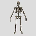 Organ System Human Skeleton Model With Anatomical Structure Educational