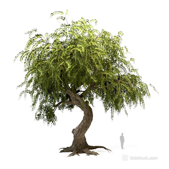 Tall Weeping Arbor With Twisted Trunk And Lush Green Foliage Near Human Silhouette 3d model 