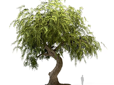 Tall Weeping Arbor With Twisted Trunk And Lush Green Foliage Near Human Silhouette 3d model