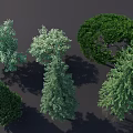 Various Arbor Trees Showcasing Diverse Foliage Shapes and Lush Green Canopies