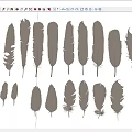 Various Light Brown Feathers In Different Shapes Sizes And Styles Collection 3d model
