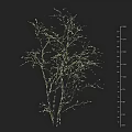 Leafless Tree With Thin Branches On Black Background And Height Scale 3d model