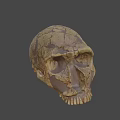 Detailed Cracked Tan Skull 3D Model for Game and Movie Character Design