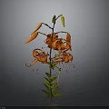 Orange Lily Plant With Blooms Buds Green Stems Leaves Against Gray Background