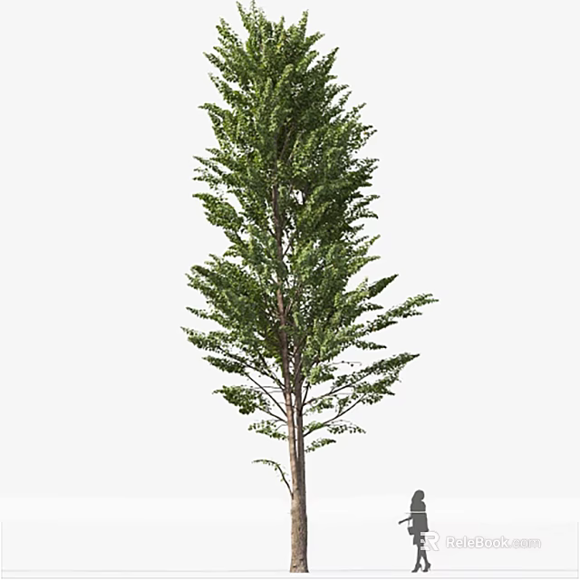 Tall Lush Green Arbor with Dense Foliage and Strong Straight Trunk 3d model 