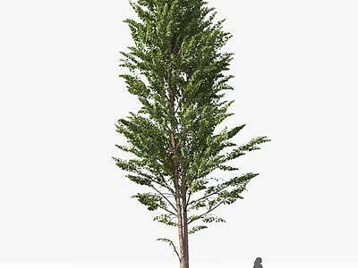 Tall Lush Green Arbor with Dense Foliage and Strong Straight Trunk 3d model