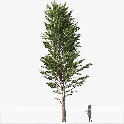 Tall Lush Green Arbor with Dense Foliage and Strong Straight Trunk 3d model