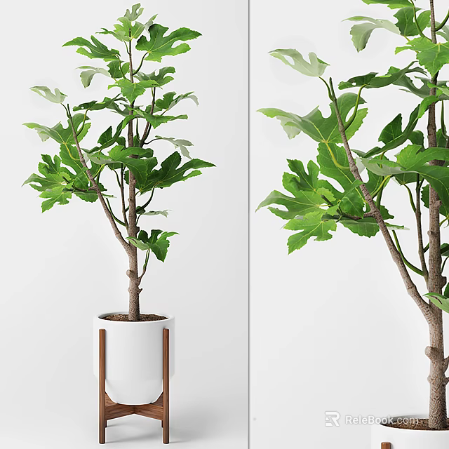 Potted Plant with Lush Green Leaves in White Pot and Wooden Stand 3d model 