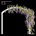Elegant Ornament Decoration Set With White Arch Purple Wisteria Flowers And Green Leaves