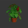 Potted Plant With Red Flowers And Green Leaves In Red Pot