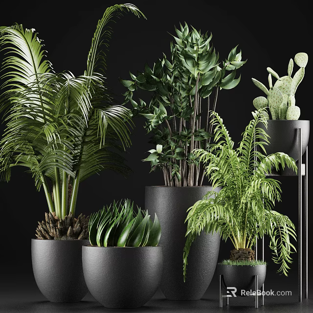 Different Types Of Green Potted Plants Including Palm Fern And Succulent In Black Pots 3d model 