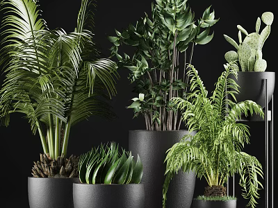 Different Types Of Green Potted Plants Including Palm Fern And Succulent In Black Pots 3d model