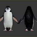 Two Penguins Front And Back Views With Black And White Feathers Against Gray Background 3d model