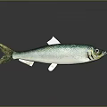 Silver and Green Fish with Yellow Tail on Gray Background and Reflection on Surface 3d model