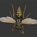 Closeup View Of Detailed Wasp Insect With Yellow Black Stripes Transparent Wings