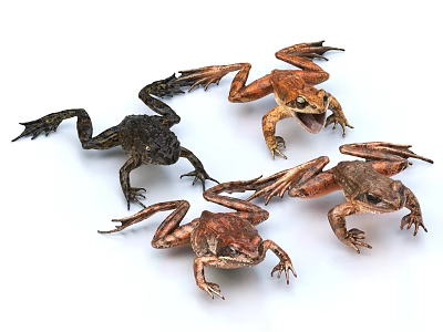 Different Colored Reptiles In Various Poses On White Background 3d model