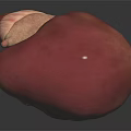Detailed 3D Anatomical Model of Human Liver and Digestive Intestines