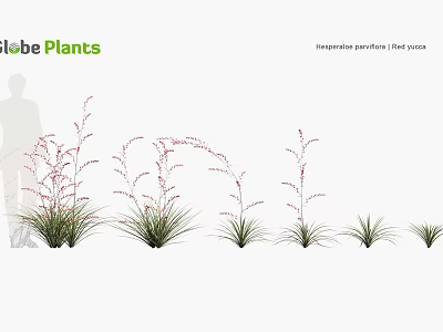 Row Of Hesperaloe Parviflora Filigree Plants With Delicate Filigree Leaves And Pink Blooms 3d model