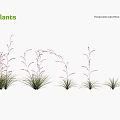 Row Of Hesperaloe Parviflora Filigree Plants With Delicate Filigree Leaves And Pink Blooms