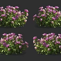 Vibrant Purple and Pink Blooming Flowers With Lush Green Leaves in Four Groups
