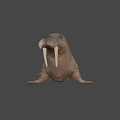 Realistic 3D Walrus Model With Long Tusks And Thick Whiskers On Black Background