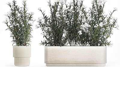 Potted Plants With White Flowers And Green Leaves In Ceramic Pots Of Different Sizes 3d model