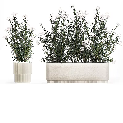 Potted Plants With White Flowers And Green Leaves In Ceramic Pots Of Different Sizes 3d model