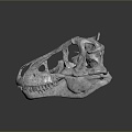 Modern Dinosaur Skull Skull Tyrannosaurus Rex Skull Animal Skull 3d model