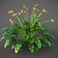 Bird of Paradise Plant With Large Green Leaves And Vibrant Yellow Flowers