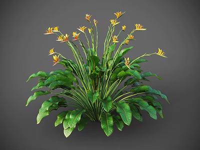 Bird of Paradise Plant With Large Green Leaves And Vibrant Yellow Flowers 3d model