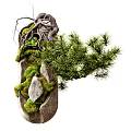 Miniature Pine Bonsai Potted Plant with Exposed Roots Green Moss and Natural Stone