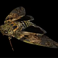 Detailed Cicada With Patterned Wings And Intricate Body Structure On Black Background 3d model