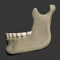 Anatomical Human Mandible Model With Detailed Teeth Structure On Black Background