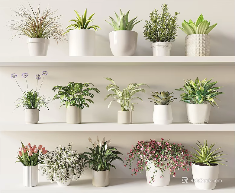 Bonsai Potted Plants On White Shelves With Various Green Foliage And Decorative Pots 3d model 