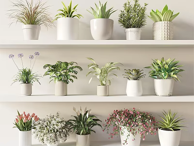 Bonsai Potted Plants On White Shelves With Various Green Foliage And Decorative Pots 3d model