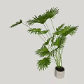 Green Potted Palm Plant With Fan Shaped Leaves In Gray Pot For Indoor Decoration