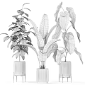 Potted Green Plants With Monstera Banana Leaf In Black Marble Planters For Indoor Decorative Foliage